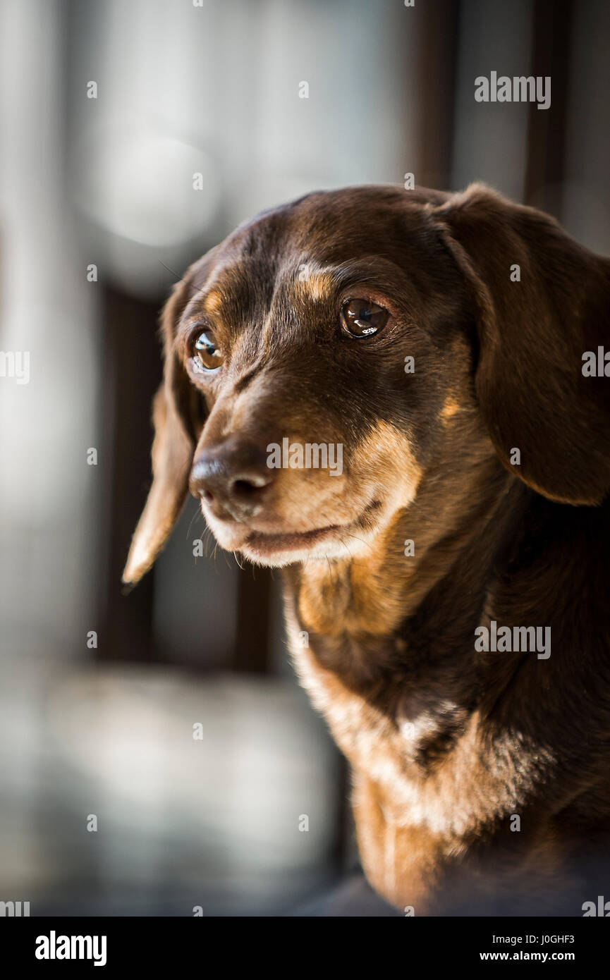Petit chien de race Animal Cute Dachshund Banque D'Images