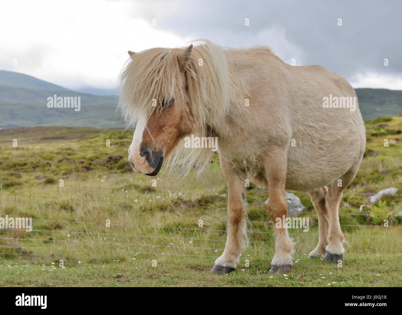 Poney Eriskay sauvage (Equus ferus caballus) sur South Uist, îles Hébrides, Ecosse, Royaume-Uni Banque D'Images