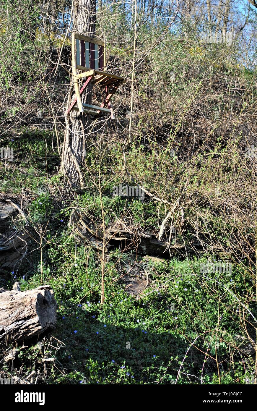 Président monté haut sur un arbre Banque D'Images