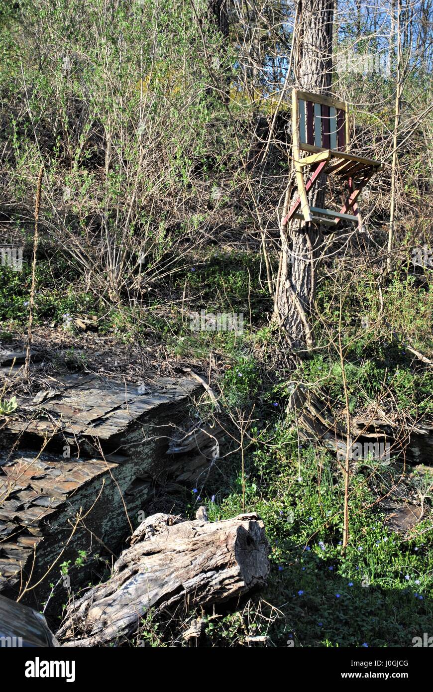 Président monté haut sur un arbre Banque D'Images