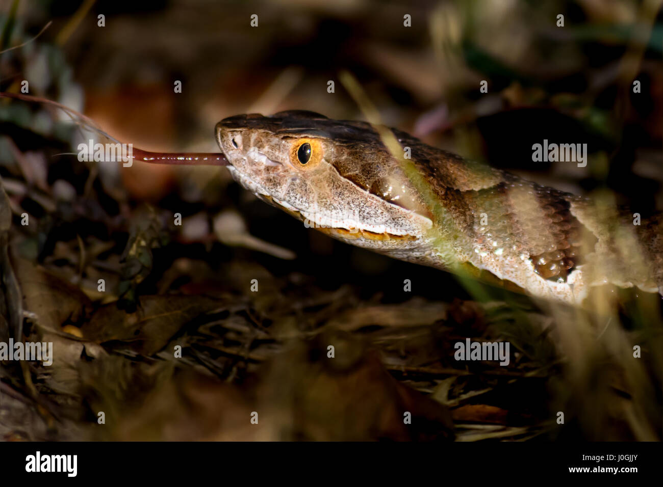 Texas (Agkistrodon contortrix laticinctus Copperhead) l'extension avec la tête relevée et langue. Blanc, marron, cuivre, noir et jaune hightlights o Banque D'Images Texas (Agkistrodon contortrix laticinctus Copperhead) l'extension avec la tête relevée et langue. Blanc, marron, cuivre, noir et jaune hightlights o Banque D'Images