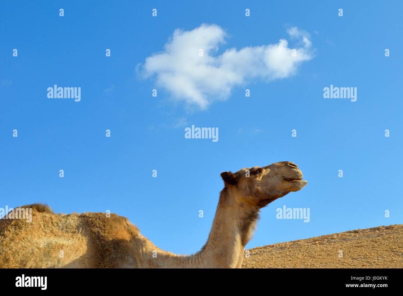 Portrait de camel en désert sur fond de ciel. Néguev, Israël. Banque D'Images
