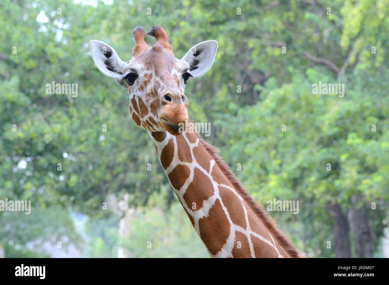 Le portrait de girafe sur fond vert feuilles Banque D'Images