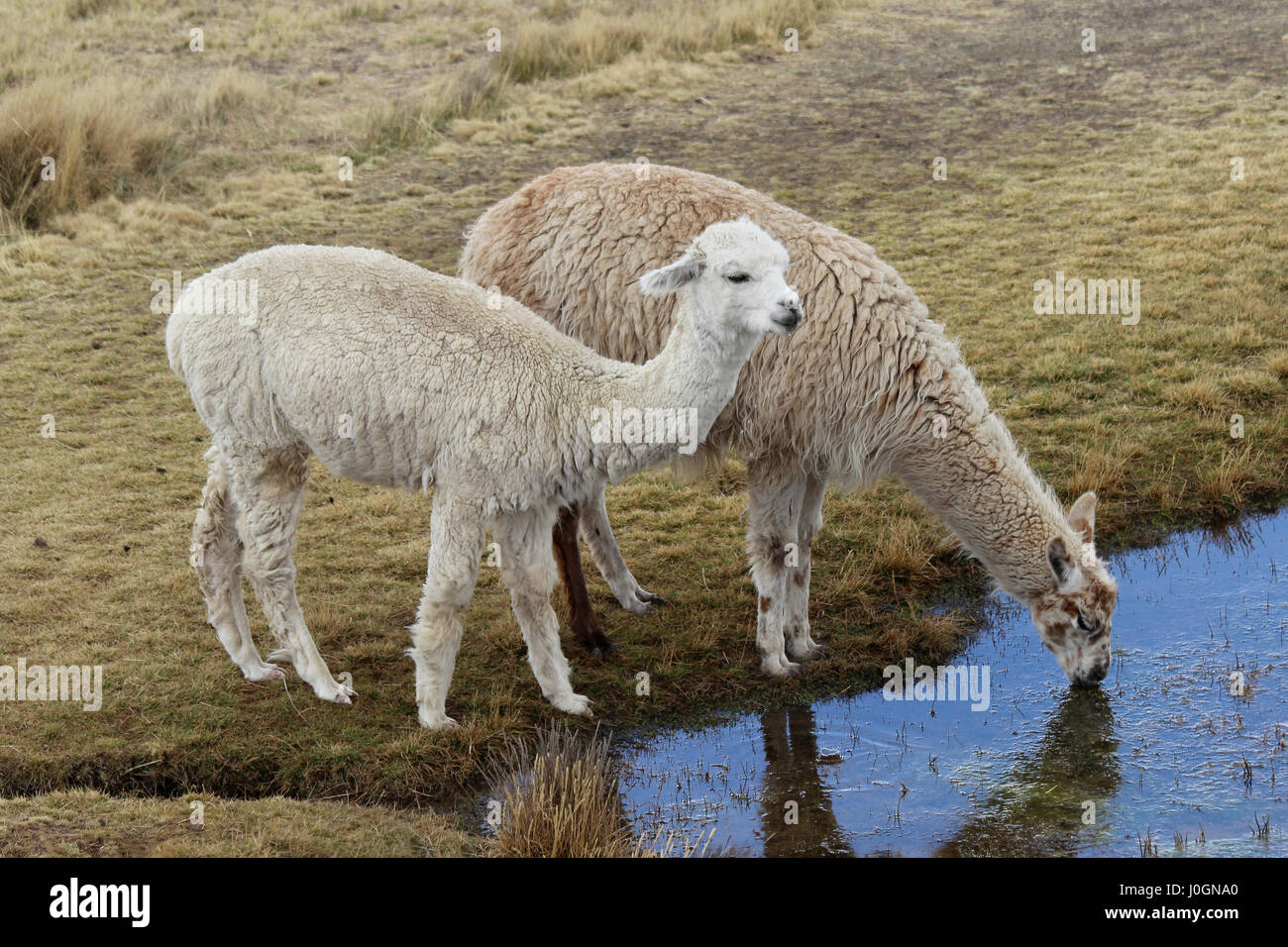 Les lamas de potable lac andin Banque D'Images