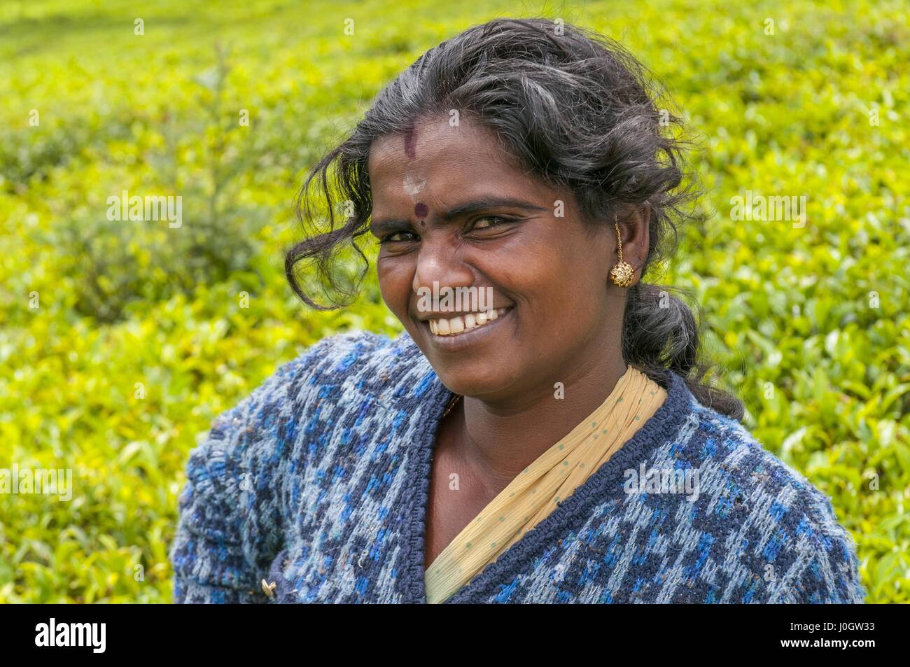 Une femme tamoule du Sri Lanka se brise sur la plantation de thé de feuilles de thé avec la