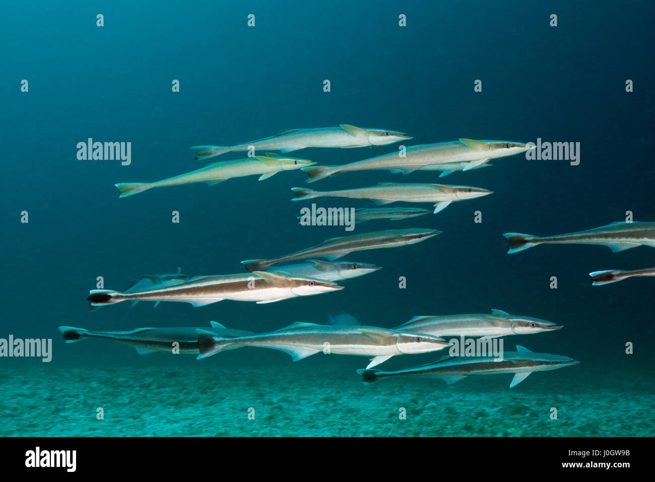 Banc de Echeneis naucrates, Suckerfish, North Male Atoll, Maldives Banque D'Images