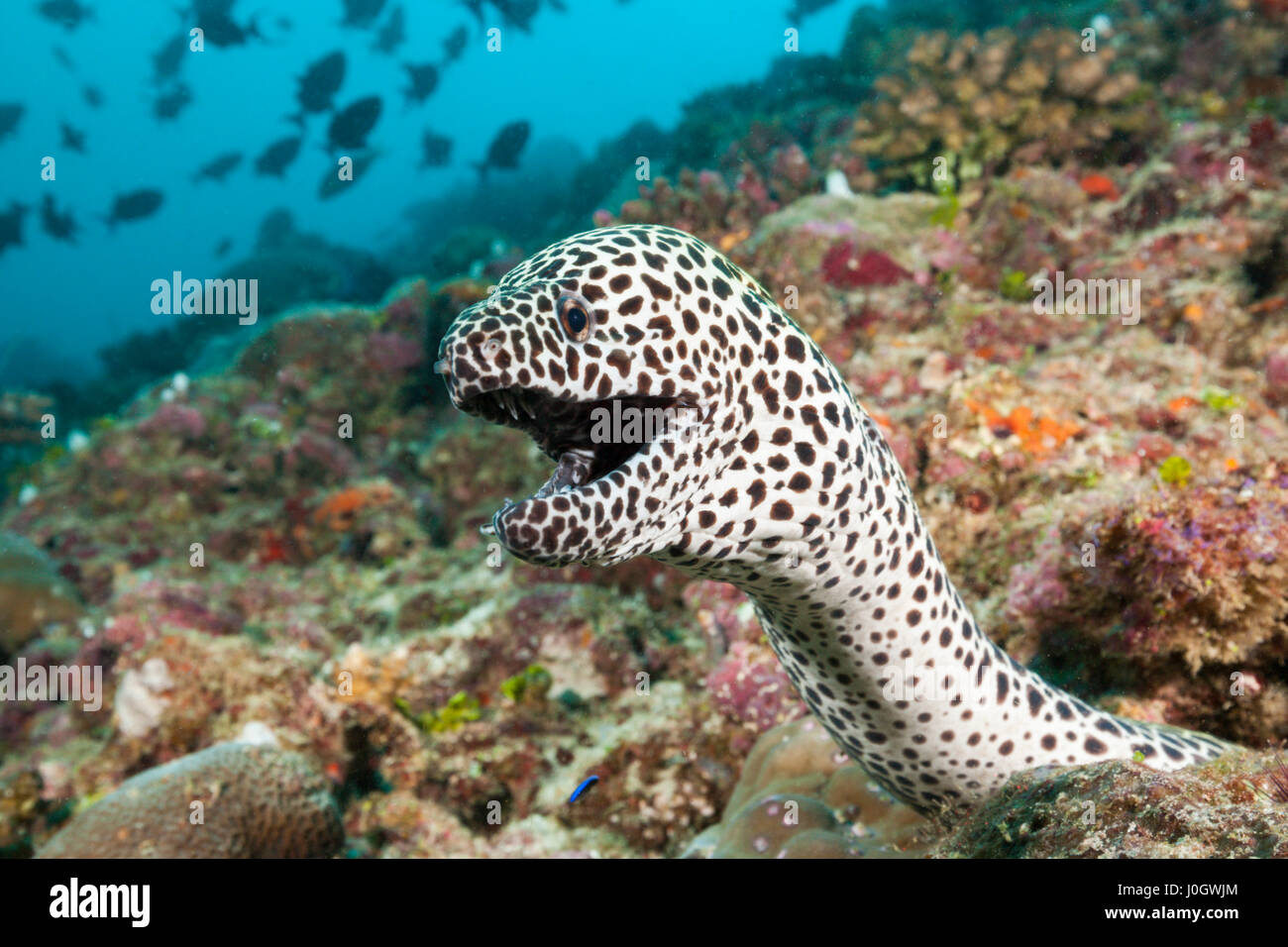 Gymnothorax favagineus murène, Honeycomb, North Male Atoll, Maldives Banque D'Images