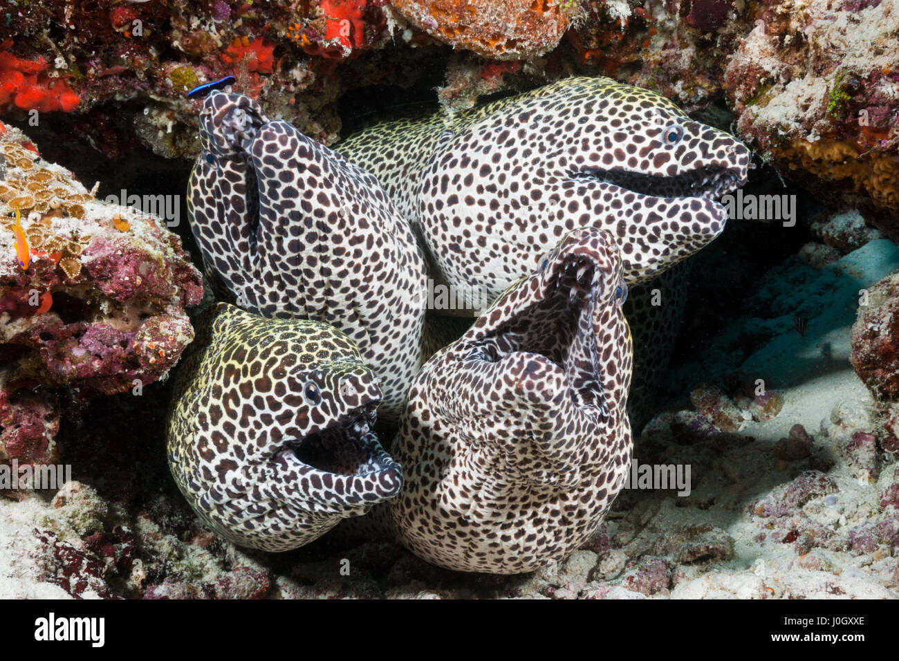 Groupe d'Honeycomb Moray, Gymnothorax favagineus, North Male Atoll, Maldives Banque D'Images