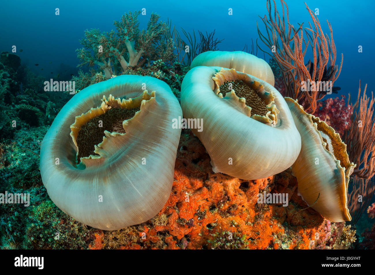 L'oreille des éléphants géants, Amplexidiscus fenestrafer anémone, Cenderawasih Bay, en Papouasie occidentale, en Indonésie Banque D'Images