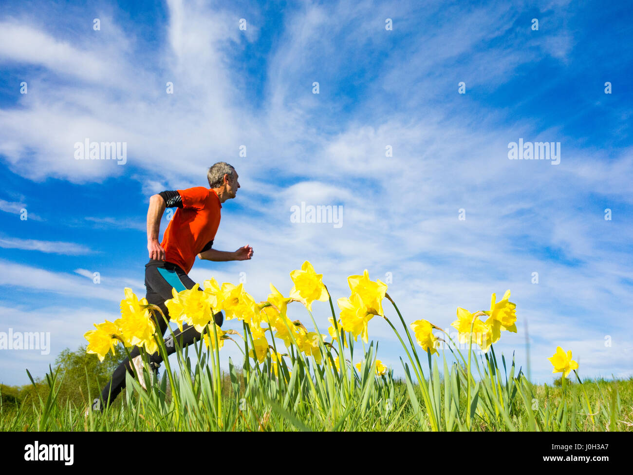 Vue à angle bas d'un jogging mûr passant devant les jonquilles sur le sentier dans la prairie de fleurs sauvages. ROYAUME-UNI Banque D'Images