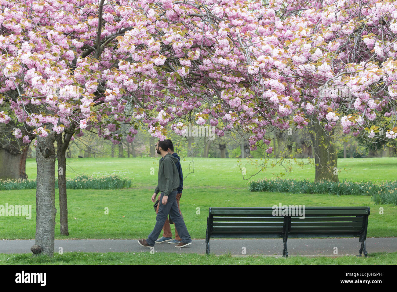 Greenwich, London, UK. 13 avr, 2017. On voit des gens profitant de l'avenue des cerisiers en fleurs dans le parc de Greenwich, Londres, qui est une attraction populaire, chaque printemps. Crédit : Rob Powell/Alamy Live News Banque D'Images