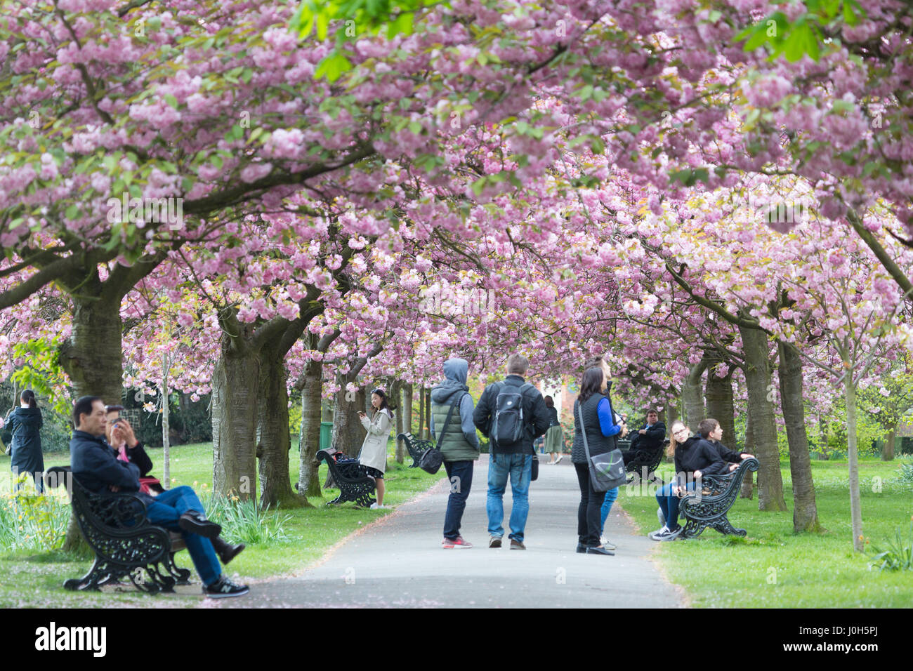 Greenwich, London, UK. 13 avr, 2017. On voit des gens profitant de l'avenue des cerisiers en fleurs dans le parc de Greenwich, Londres, qui est une attraction populaire, chaque printemps. Crédit : Rob Powell/Alamy Live News Banque D'Images