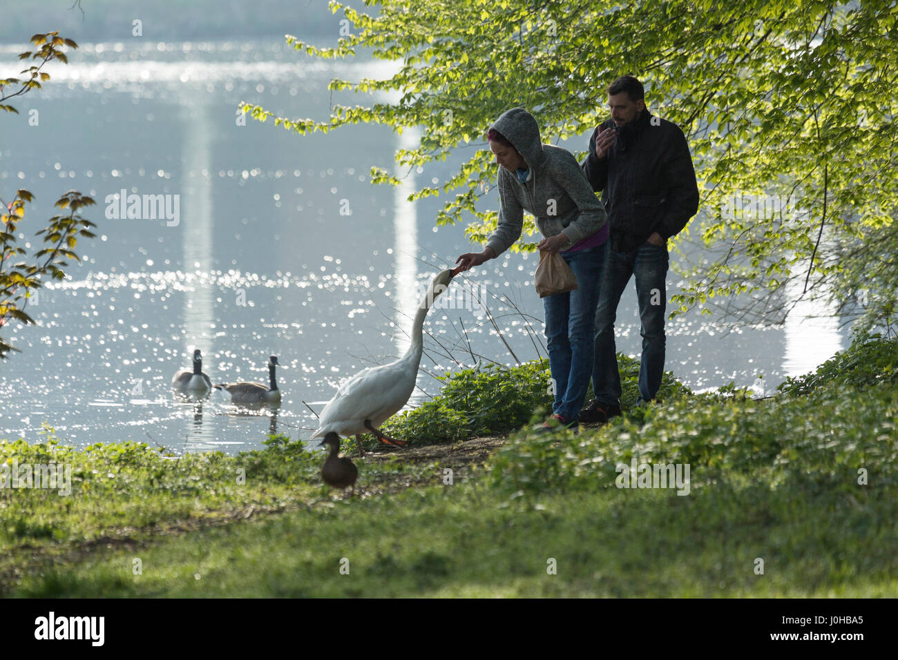 Alimentation Couple swan près du lac sur matin ensoleillé. Banque D'Images