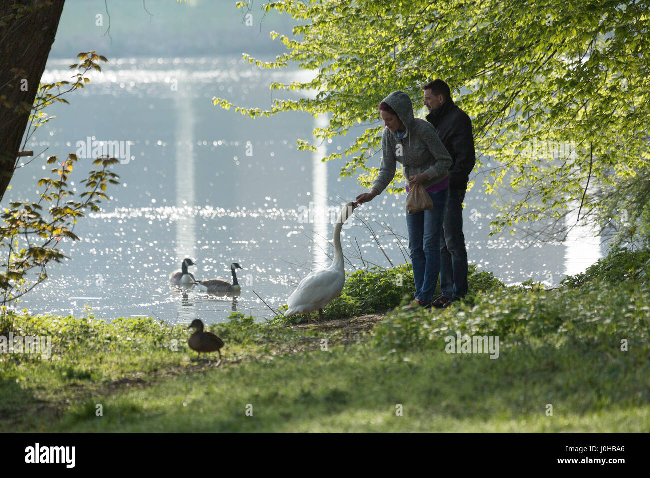 Alimentation Couple swan près du lac sur matin ensoleillé. Banque D'Images
