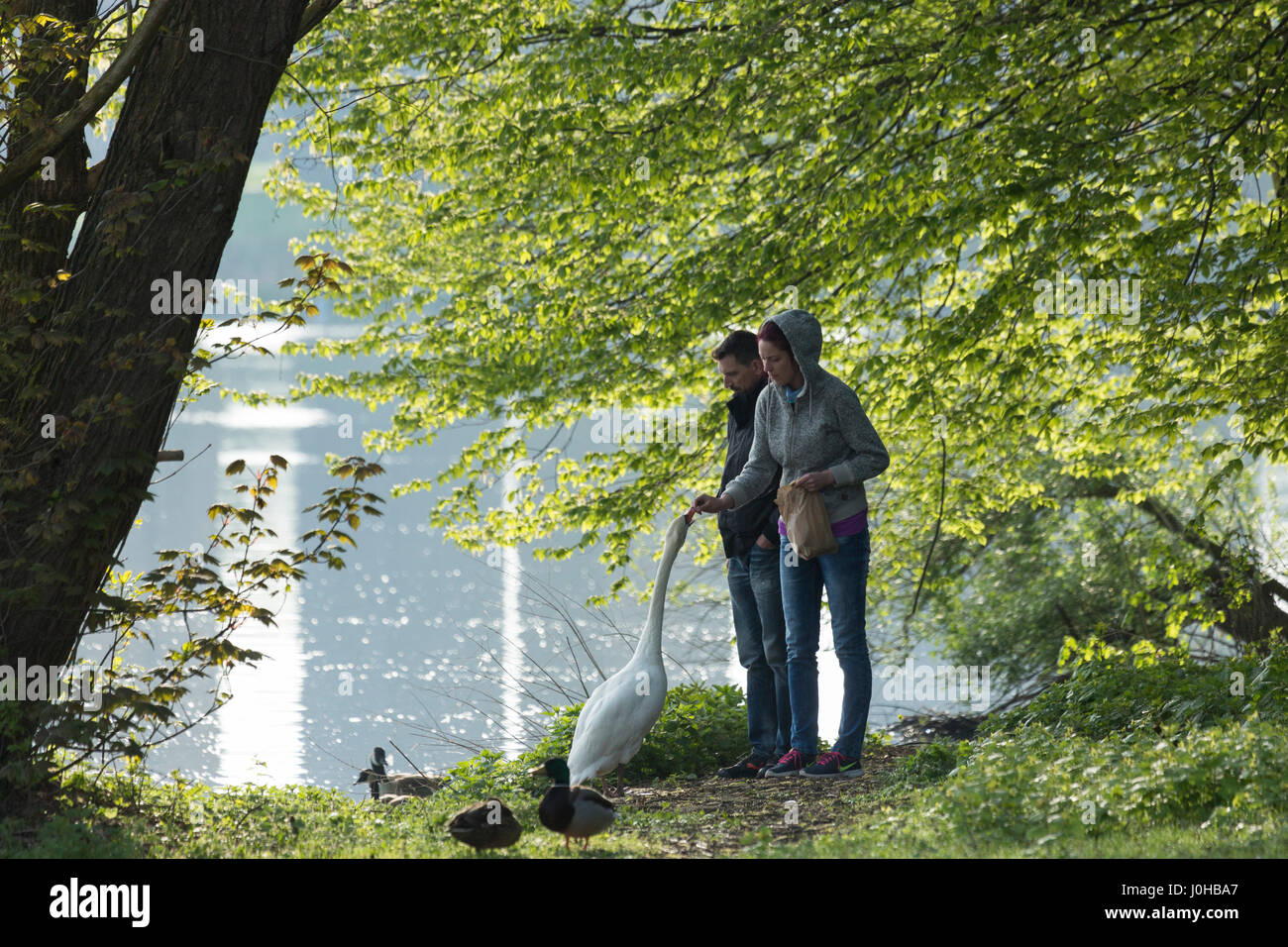Alimentation Couple swan près du lac sur matin ensoleillé. Banque D'Images