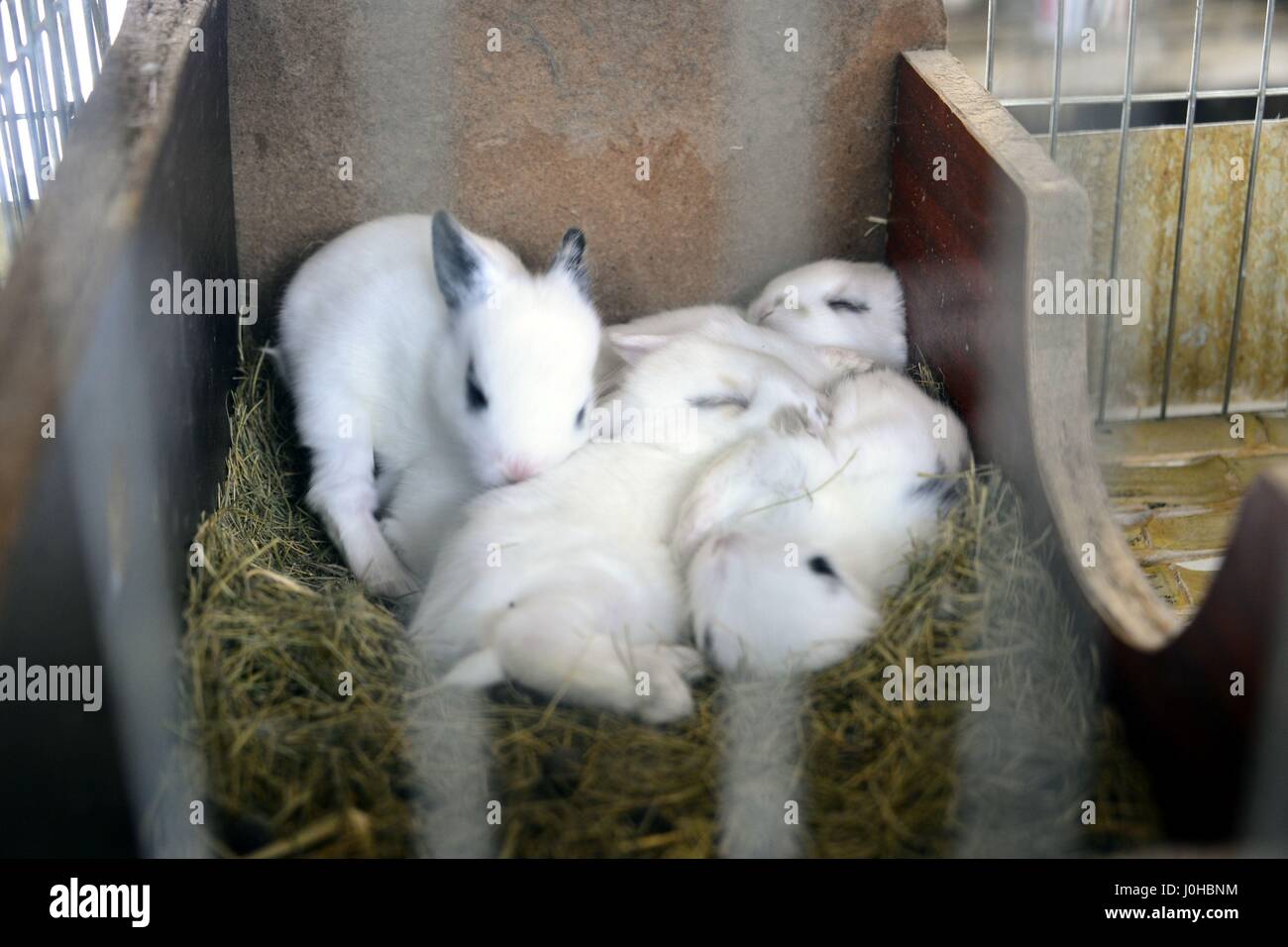 Qingdao, Chine. 14 avr, 2017. (Usage éditorial uniquement. Chine).Les animaux à une base de l'élevage du lapin dans le comté de Gaotang, Linyi City, Shandong Province de Chine orientale, le 14 avril, 2017. Crédit : SIPA Asie/ZUMA/Alamy Fil Live News Banque D'Images