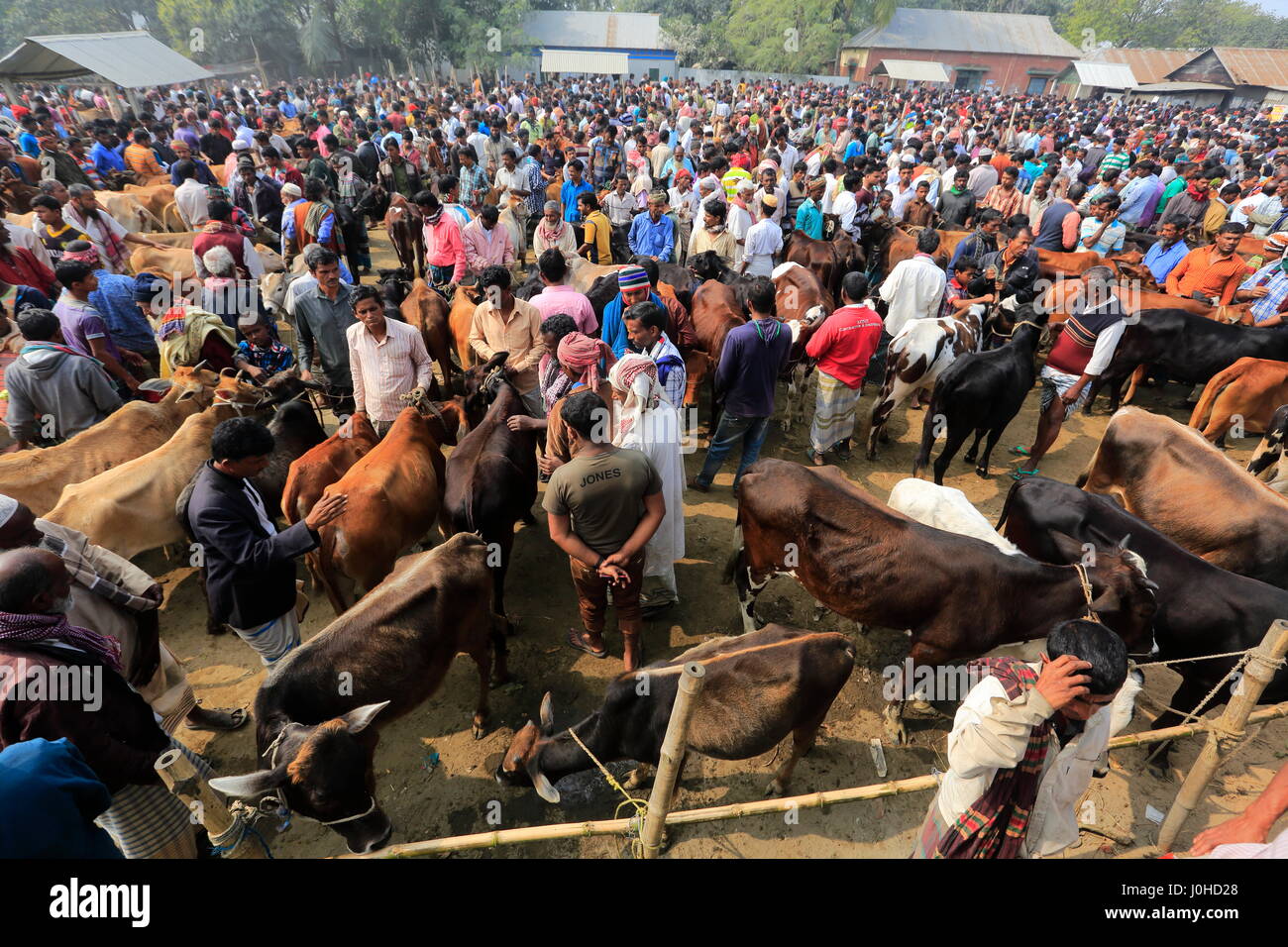 Une foule se rassemble autour de bovins vendus à 'Baishmouja Haat' sur les rives du fleuve Meghna à Brahmanbaria's Nabinagar Upazila. Le Bangladesh Banque D'Images