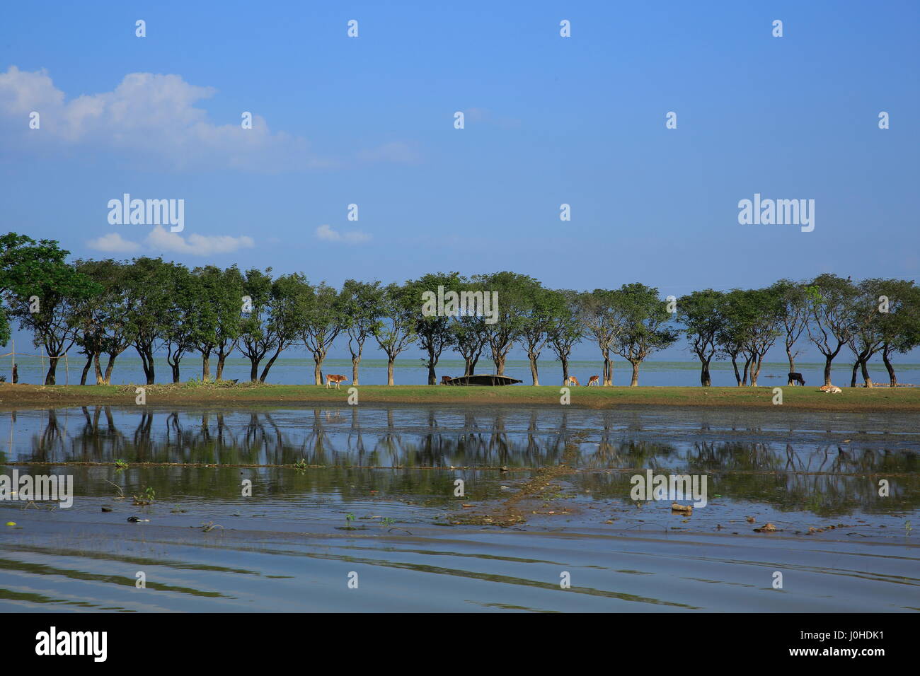 Haor haor, situé dans le Dharmapasha et Tahirpur upazilas du district de Sunamganj au Bangladesh. Banque D'Images