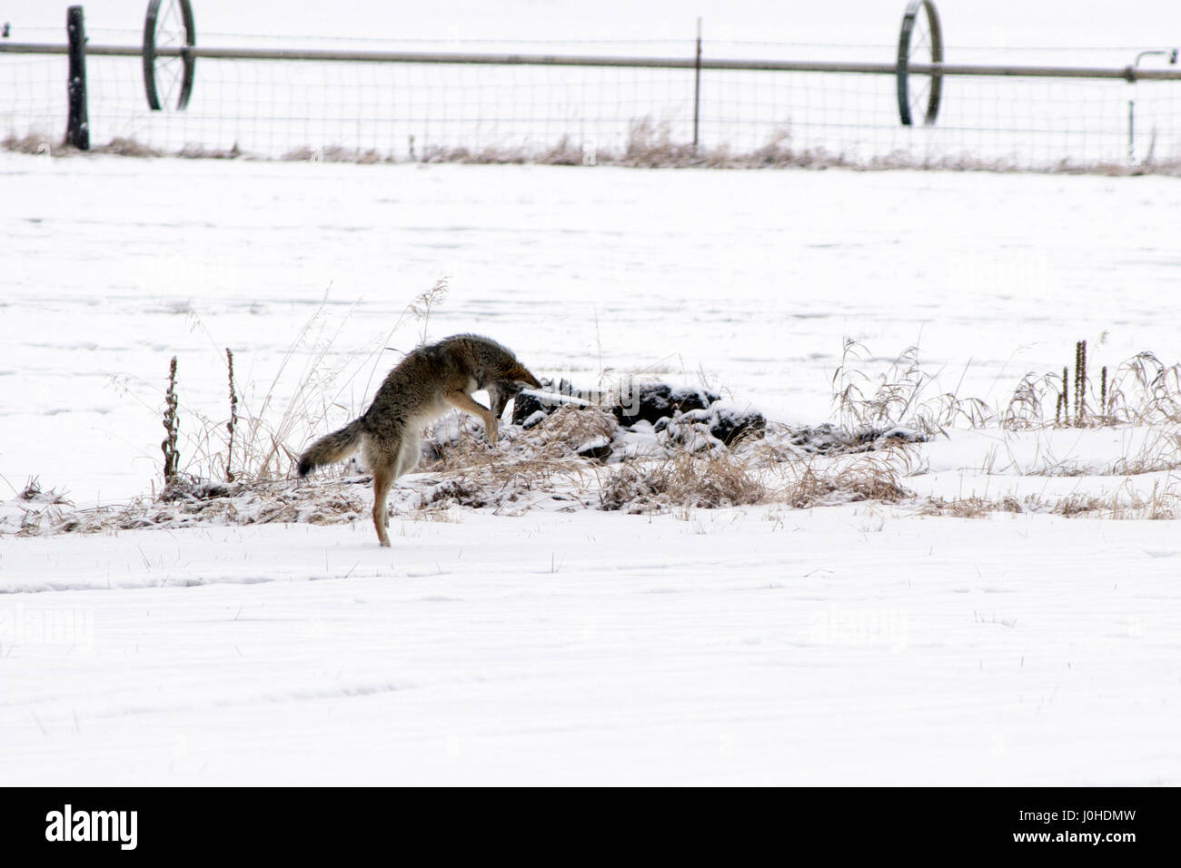 Un coyote se jette sur sa proie sans méfiance par la neige de l'hiver. Banque D'Images