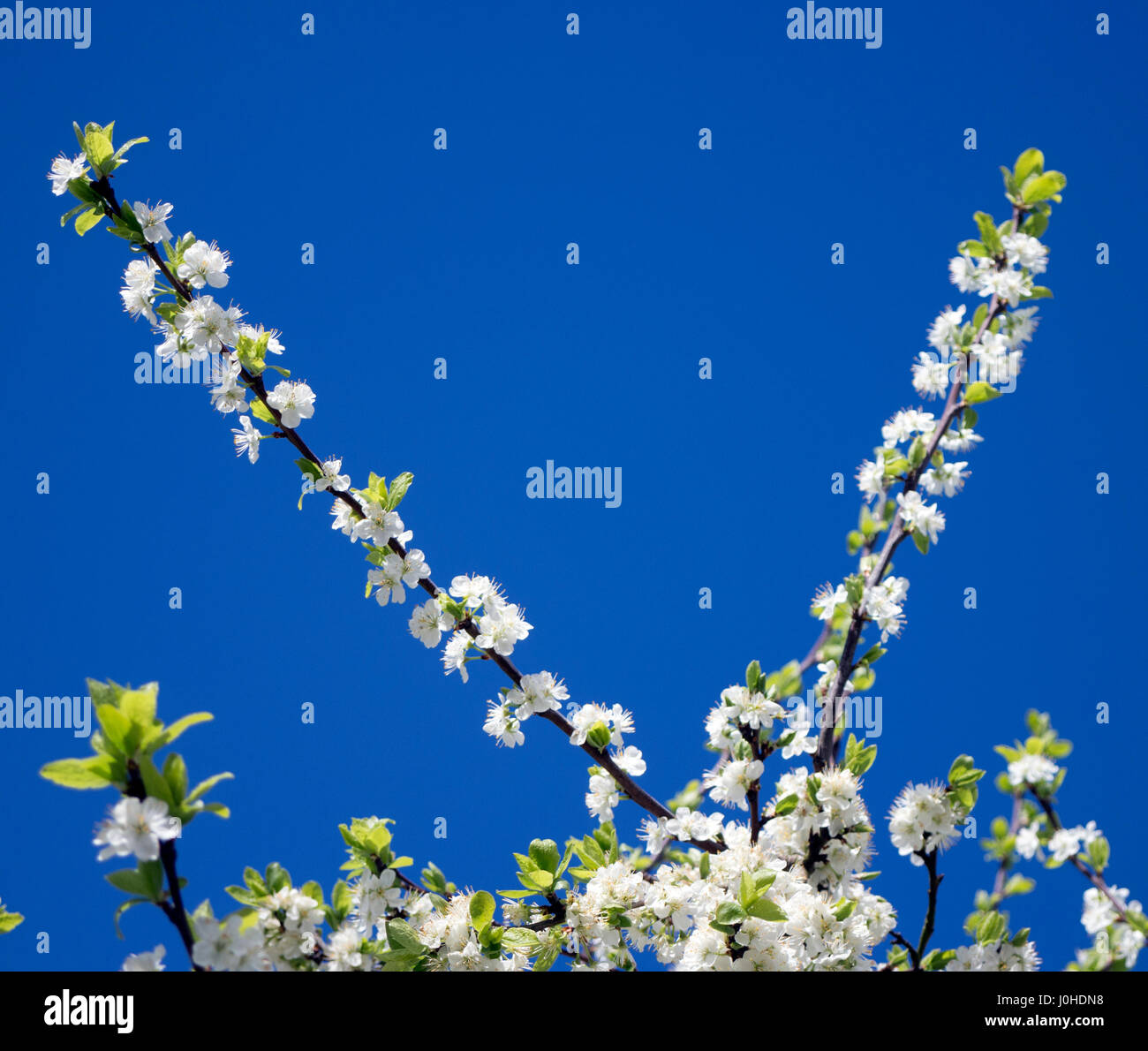 Lettre V formé par white fleur de printemps Banque D'Images Lettre V formé par white fleur de printemps Banque D'Images