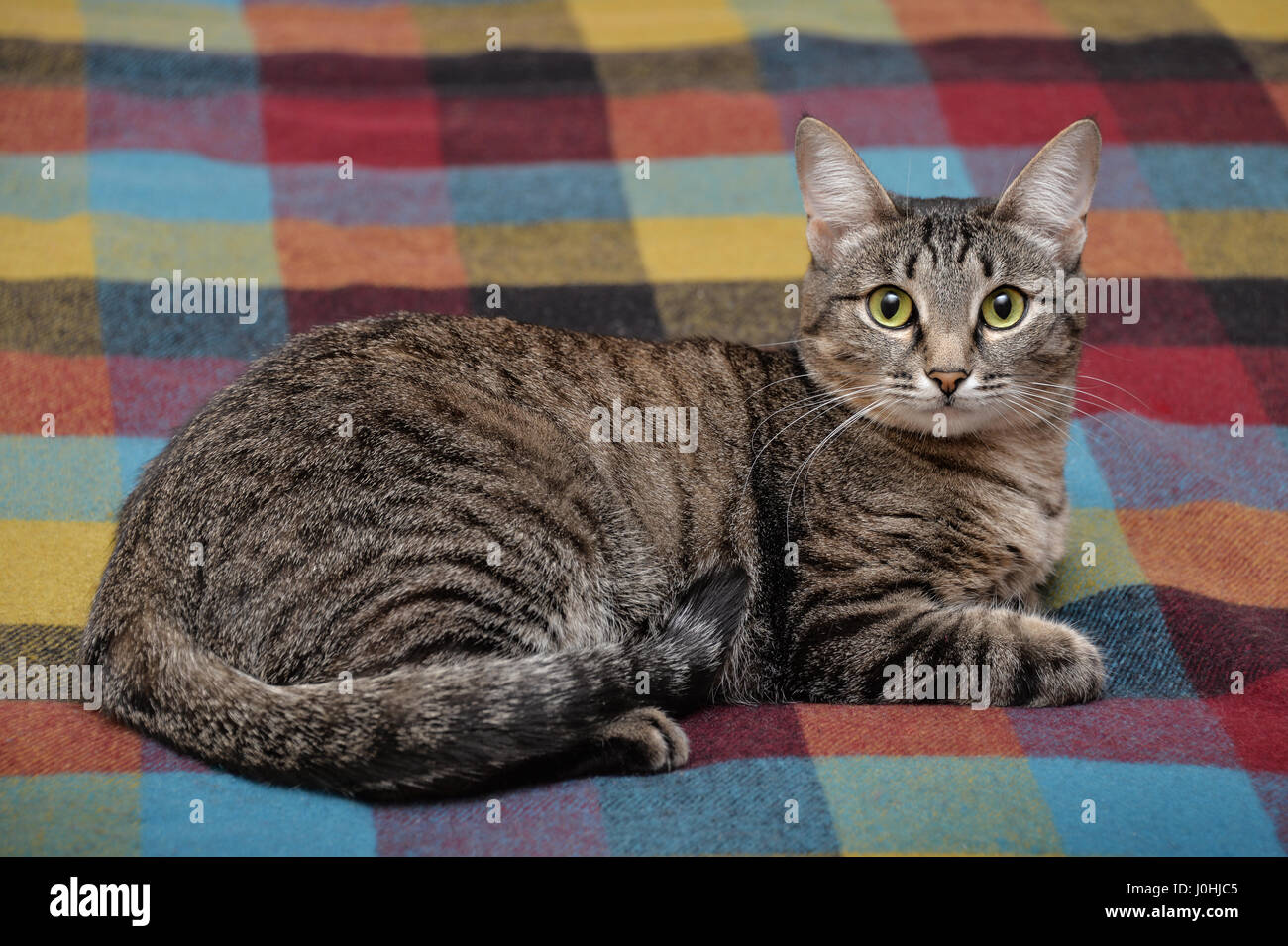 Tabby chat couché sur une couverture colorée Banque D'Images