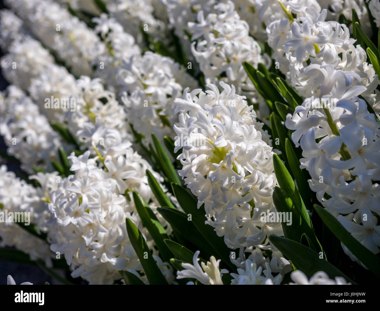 En dehors de la floraison des plantes Jacinthe blanche Photo Stock - Alamy