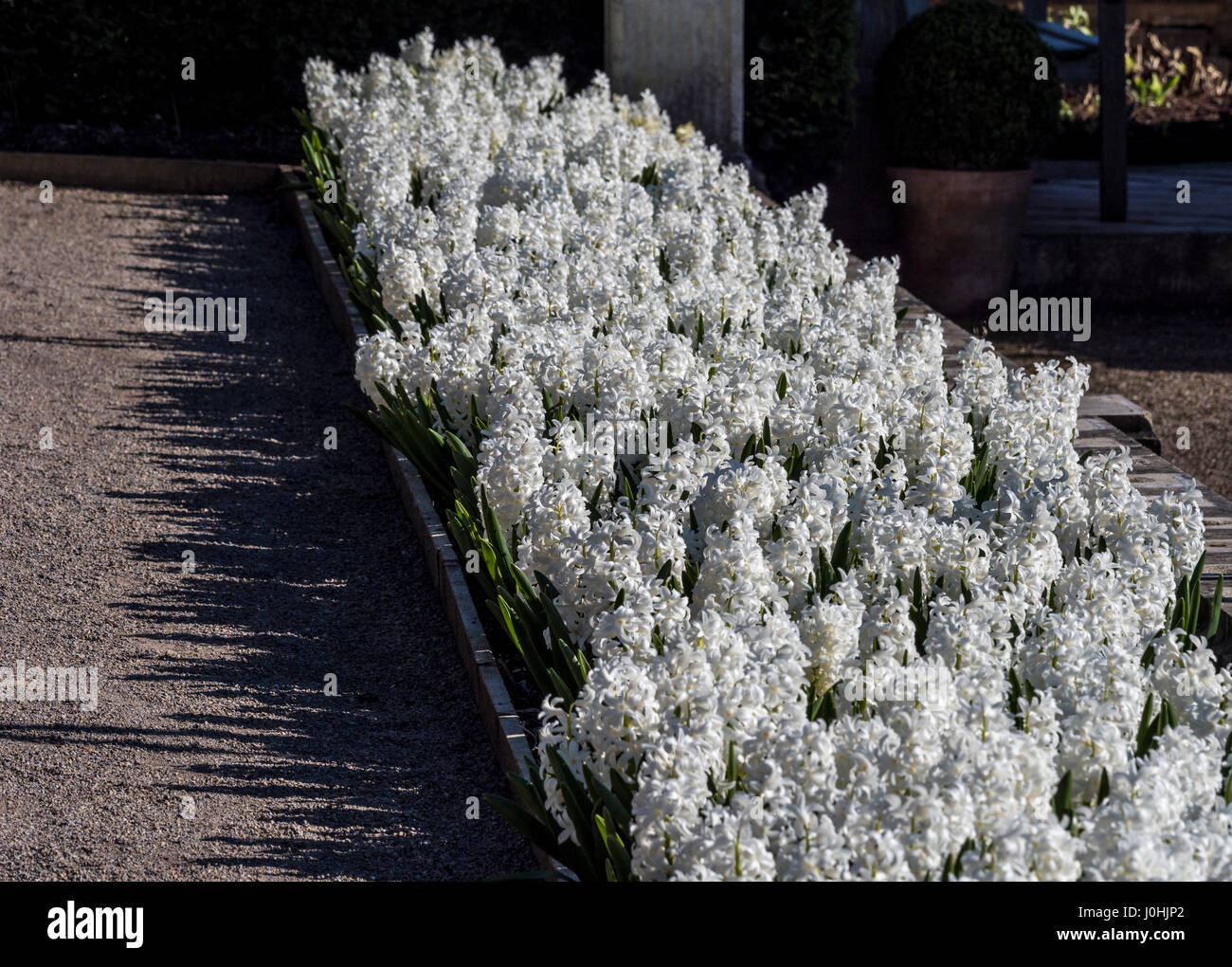 Plants de jacinthe Banque de photographies et d'images à haute résolution -  Alamy