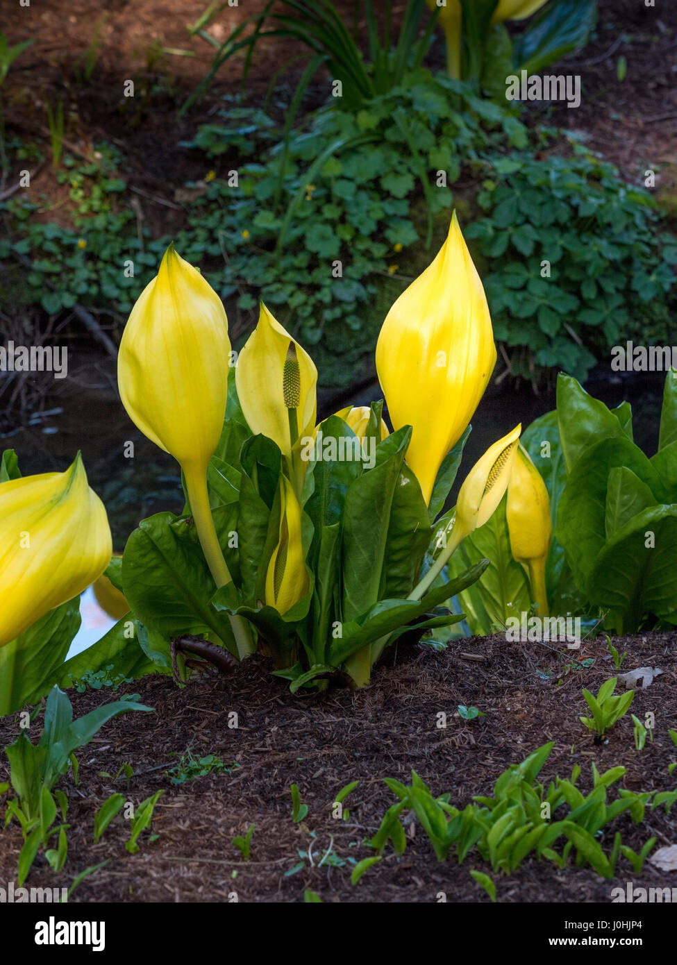 Plantes jaune Lysichiton (Lysichiton americanus) Plantes envahissantes Banque D'Images