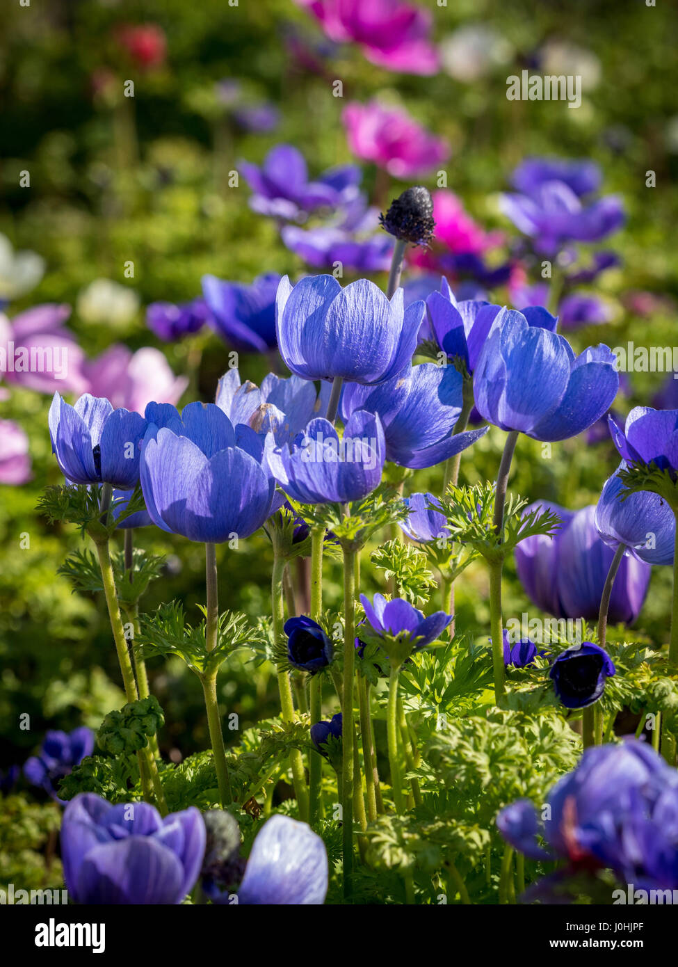 Anémone Anémone coronaria (le jardin. Groupe de Caen) Banque D'Images