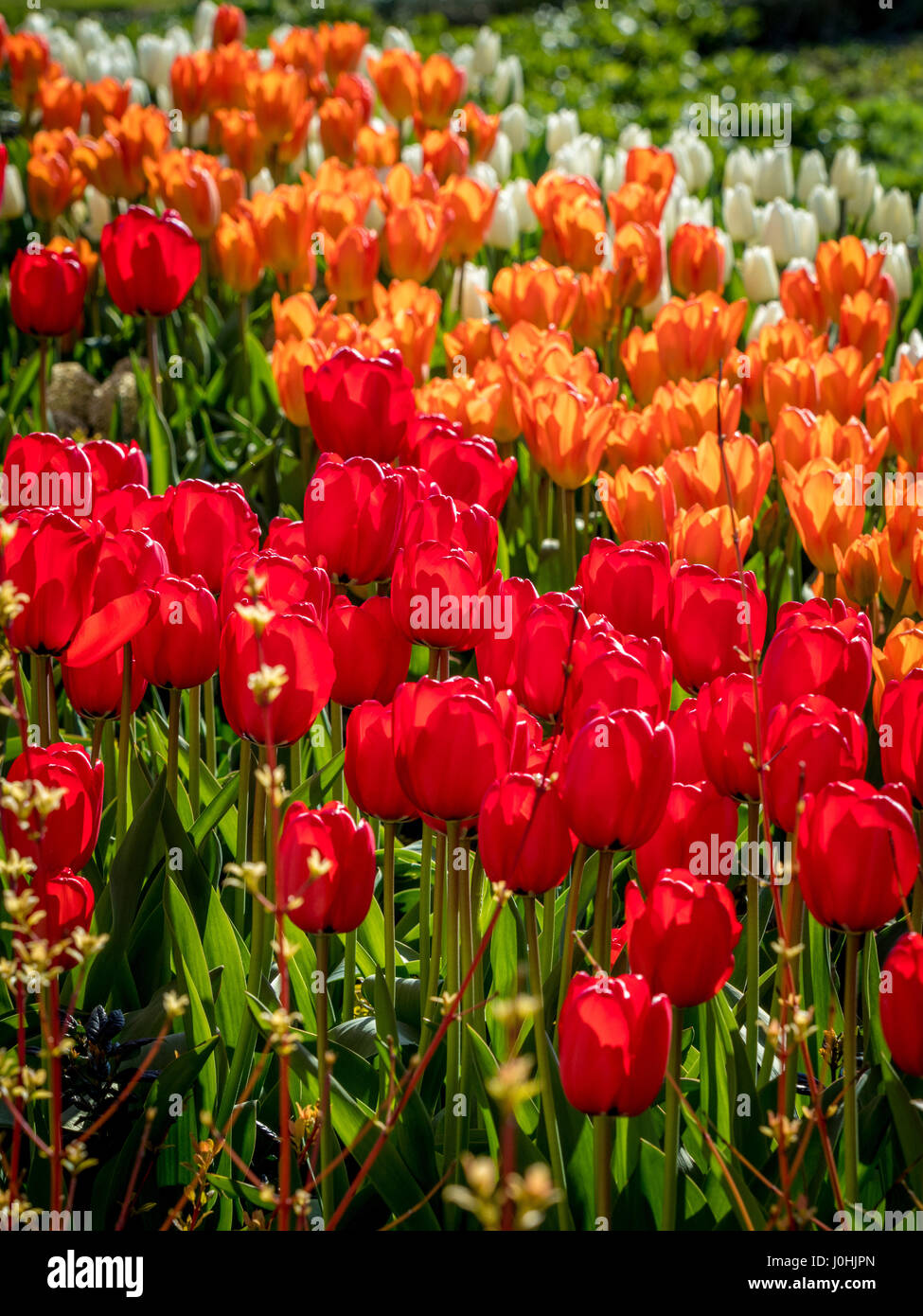 Blanc, orange et rouge au printemps tulipes fleur lit extérieur Banque D'Images