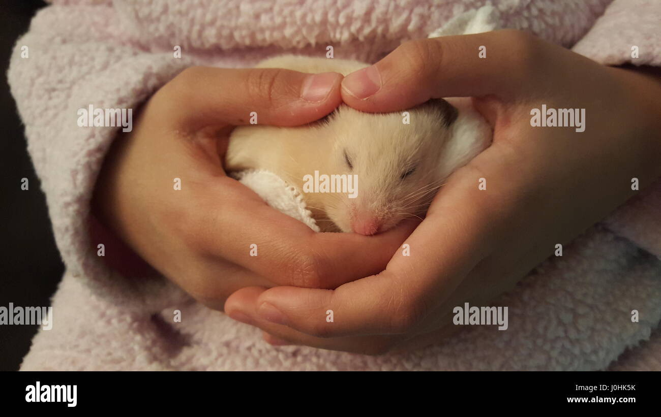 hamster pour animaux de compagnie Banque D'Images