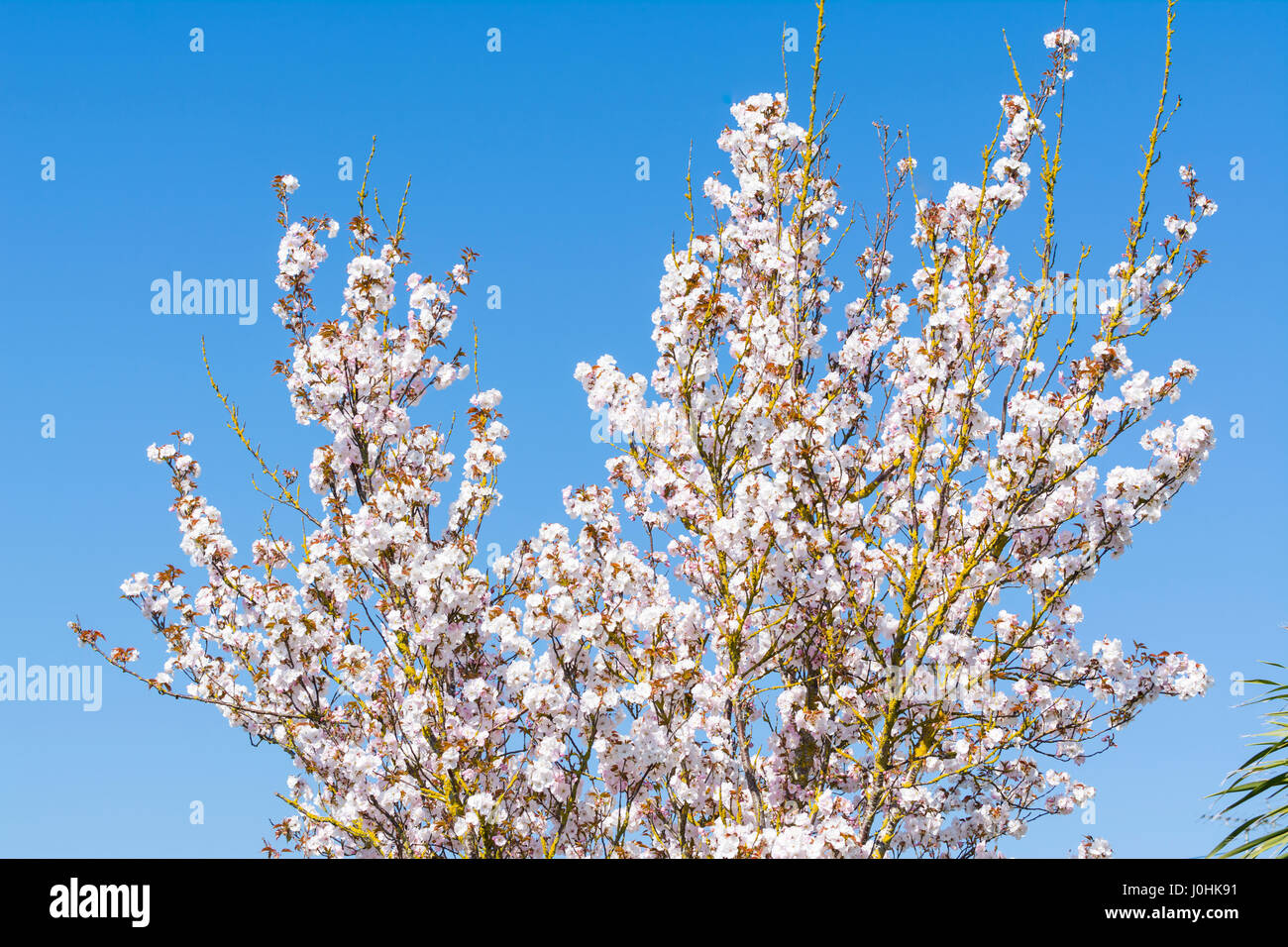 Haut d'un petit arbre à fleurs rose au printemps au Royaume-Uni. Banque D'Images