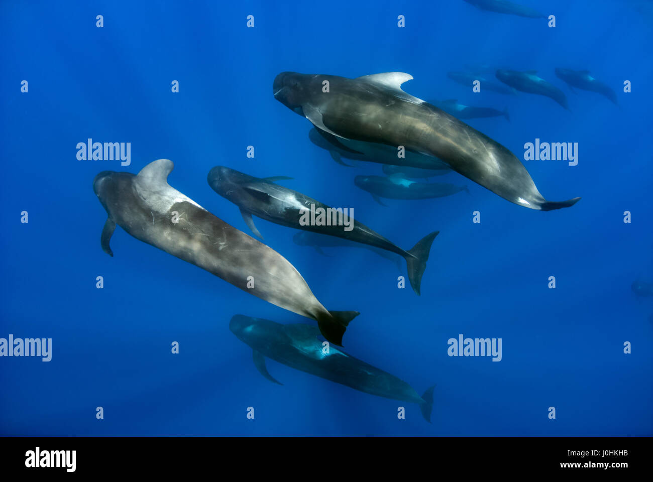 Pod de baleines pilotes (Globicephala macrorhynchus) Banque D'Images