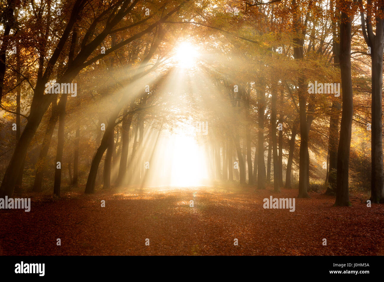 Soleil qui brille à travers une forêt sur un chemin couvert de feuilles tombées au cours de l'automne. Banque D'Images