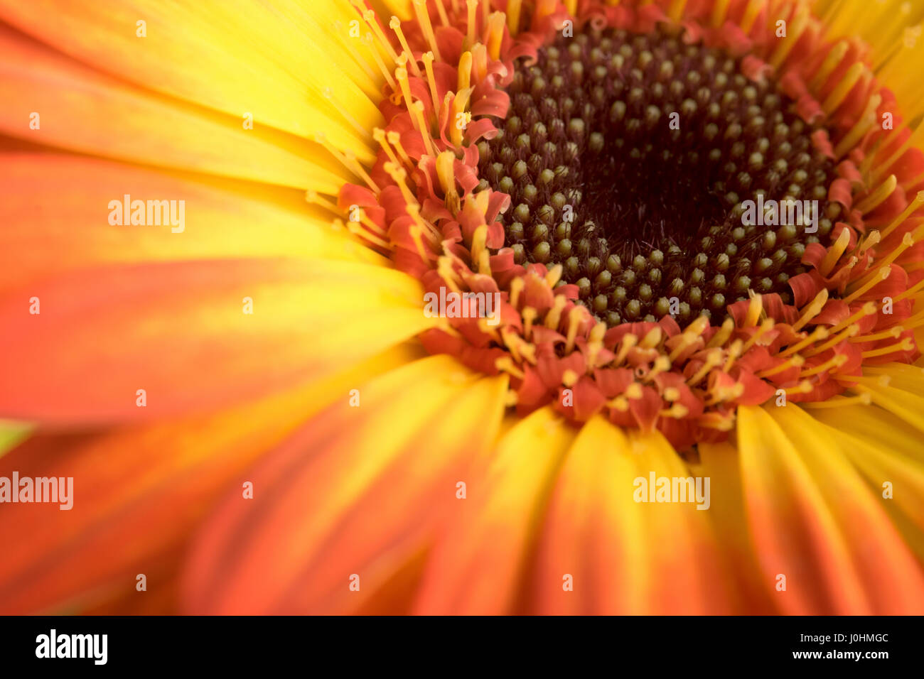 Gerbera orange et jaune vif Daisy Banque D'Images