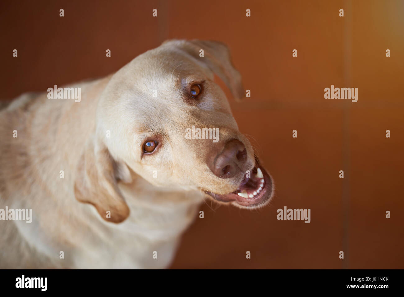 Portrait de chien du Labrador jusqu'à la recherche. Portrait du labrador brun adorable Banque D'Images