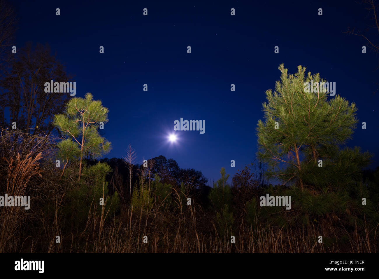 La pleine lune passant au-dessus d'une forêt dans le Nord de la Floride. Les températures sont froides mais le ciel était clair après un front froid a traversé. Banque D'Images La pleine lune passant au-dessus d'une forêt dans le Nord de la Floride. Les températures sont froides mais le ciel était clair après un front froid a traversé. Banque D'Images