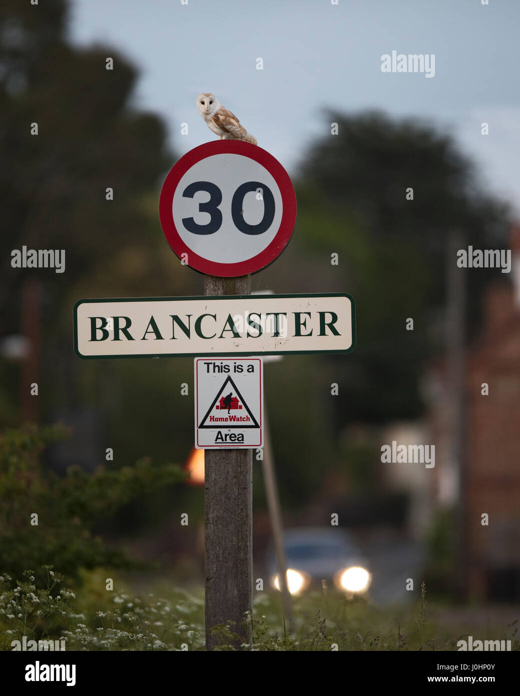 Tytp effraie alba le 30 mph vitesse limite signe à Brancaster North Norfolk Banque D'Images