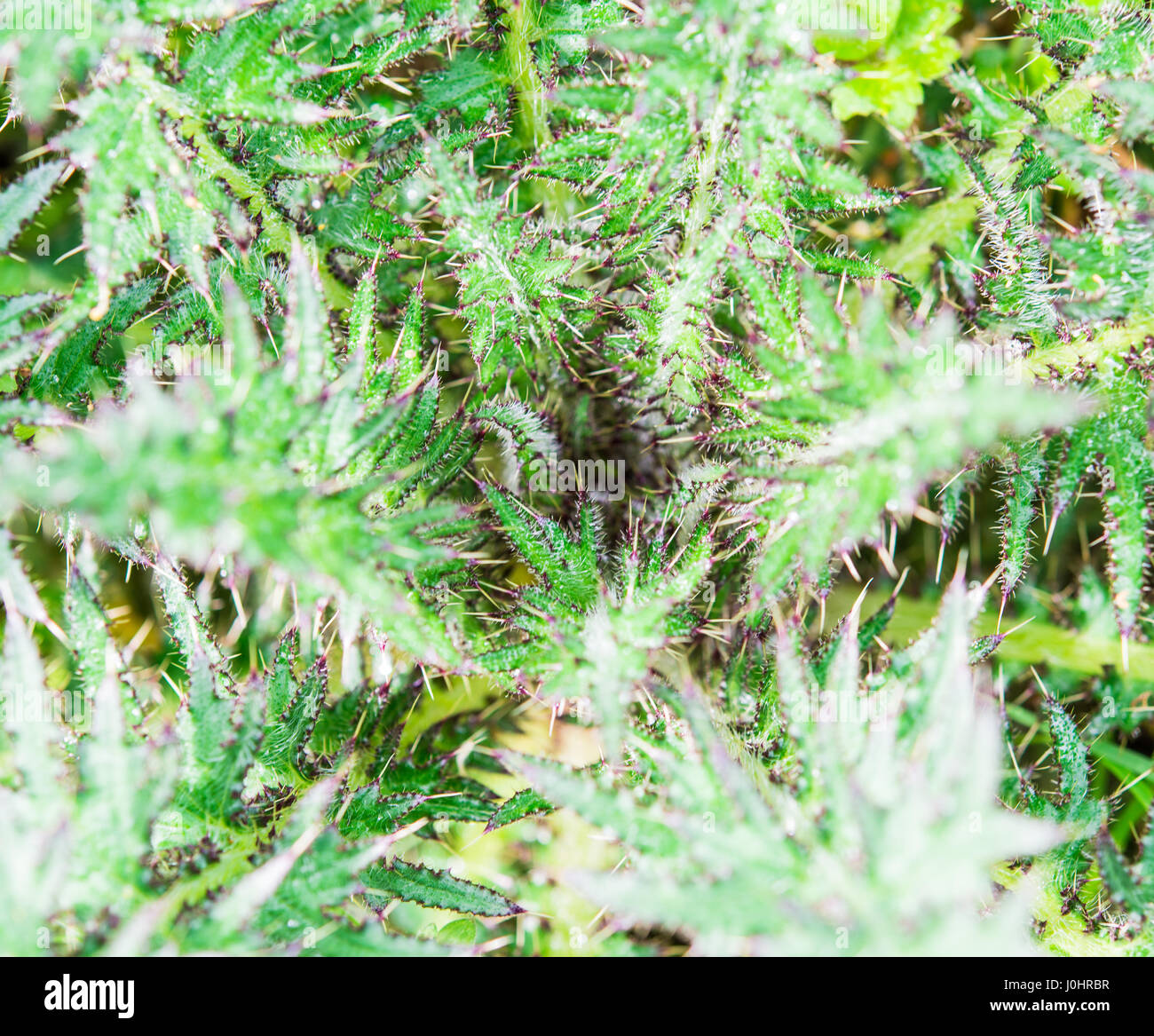 Les jeunes rosettes thistle Cirsium Banque D'Images