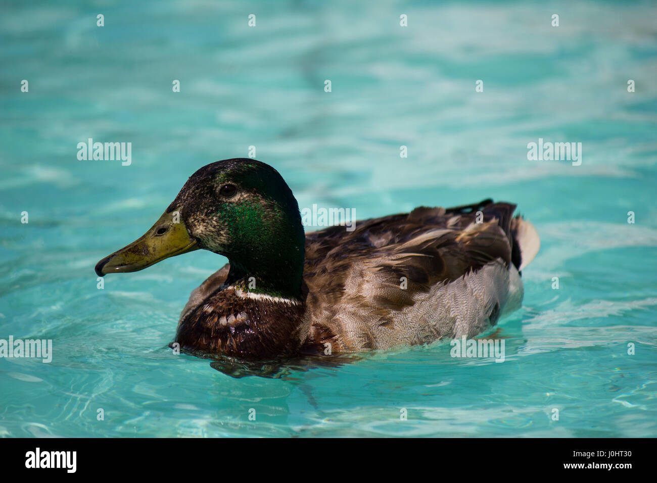 Canard colvert natation dans une fontaine Banque D'Images