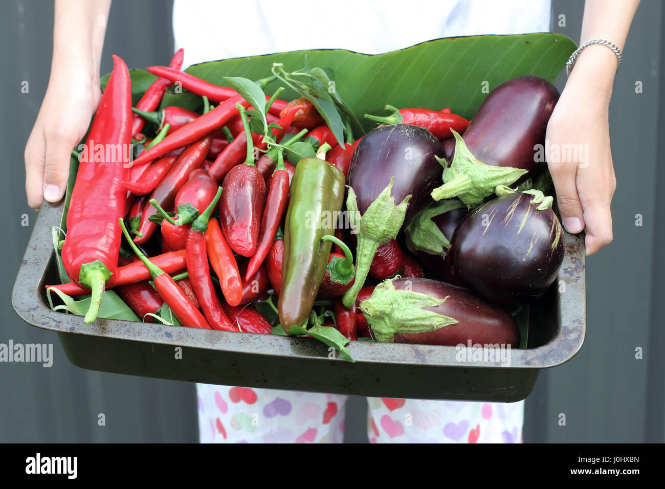 Maison fraîchement cueillis Black Beauty aubergines et piments Banque D'Images