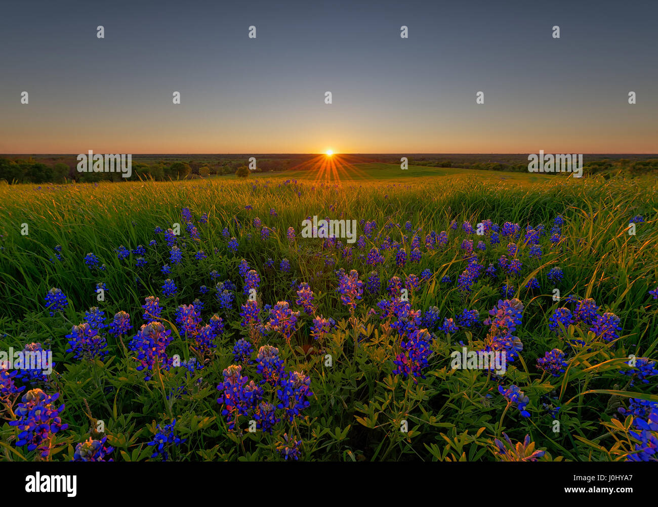 Bluebonnet Fleurs dans Ennis Banque D'Images