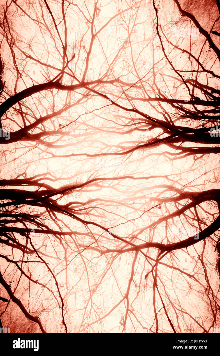 Scary creative abstract background symétrique des branches d'arbre Banque D'Images