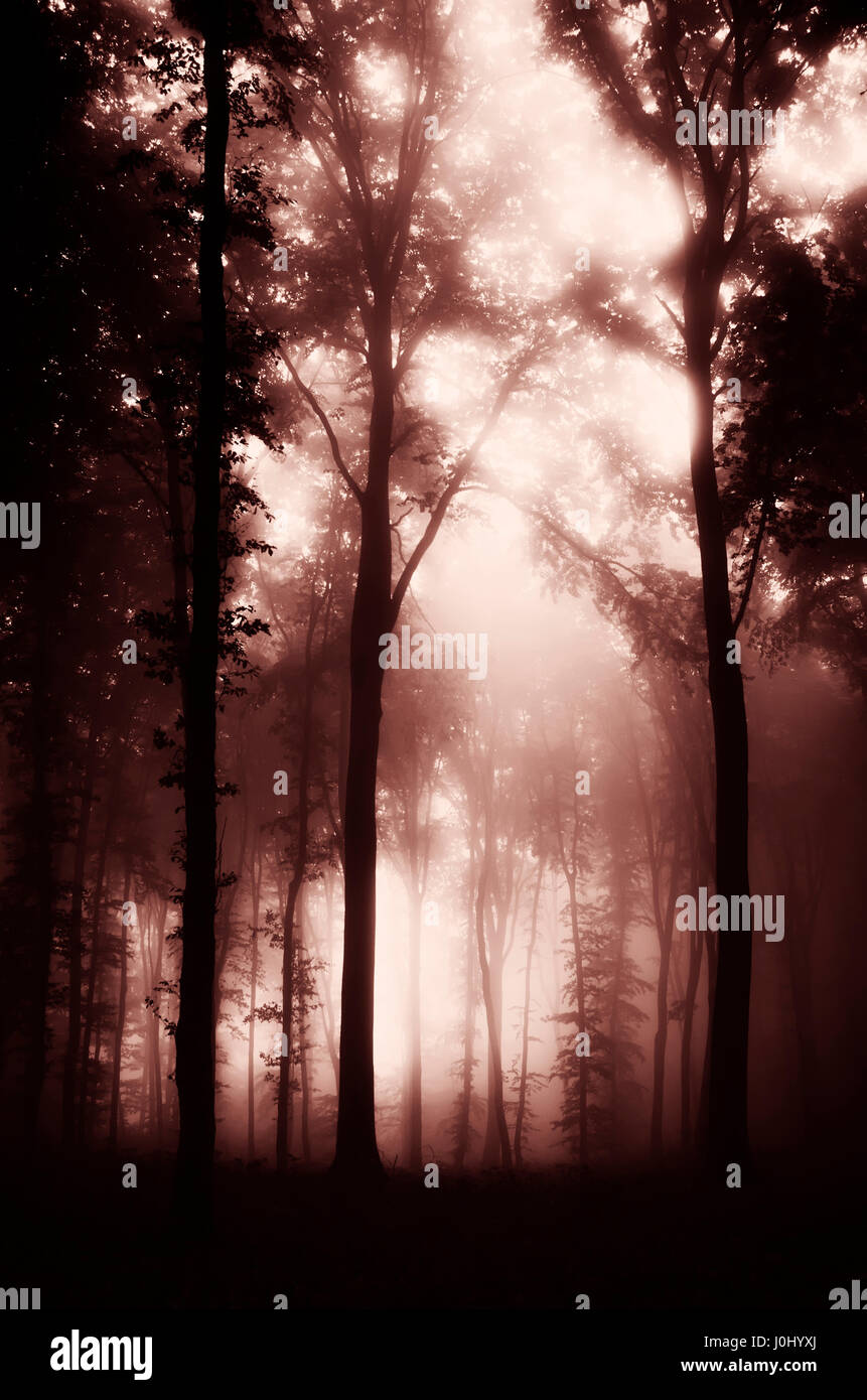 Arbre mystérieux sombres silhouettes en forêt brumeuse Banque D'Images