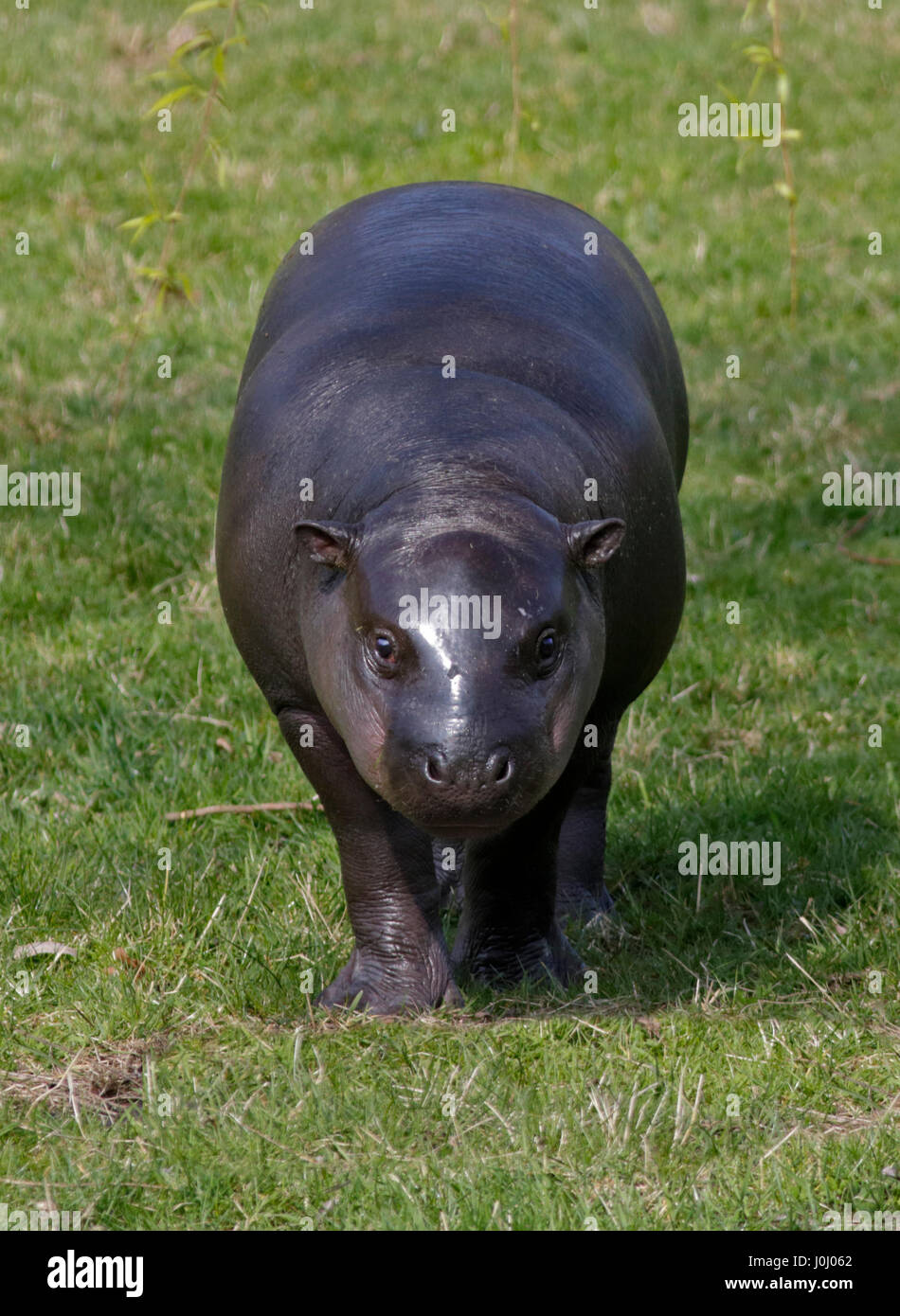 Bébé hippopotame pygmée (hexaprotodon liberiensis) Banque D'Images