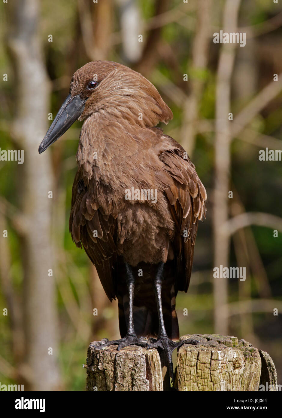 Hammerkopf (scopus umbretta) Banque D'Images