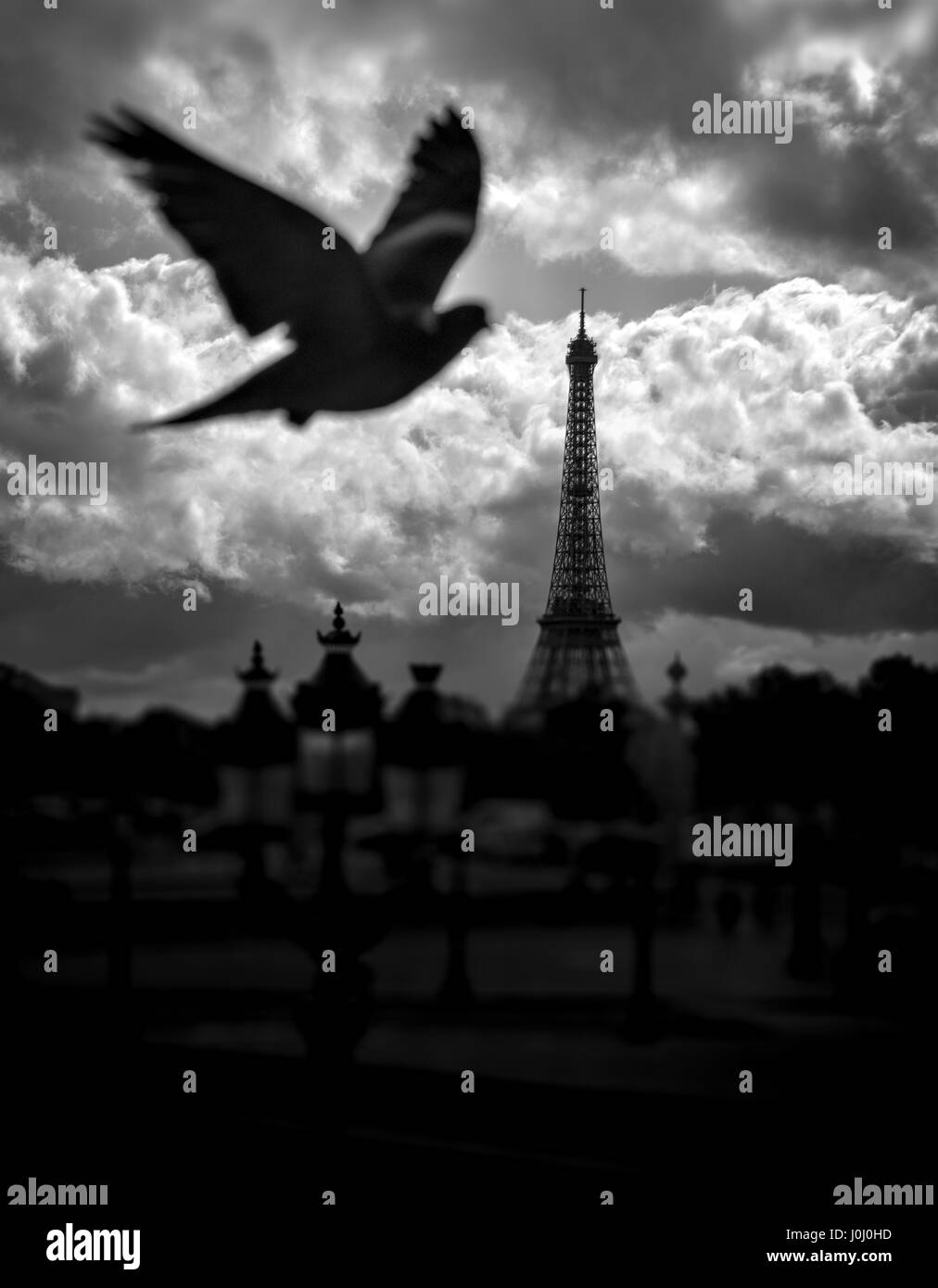 Pigeon prend la Tour Eiffel à Paris Banque D'Images