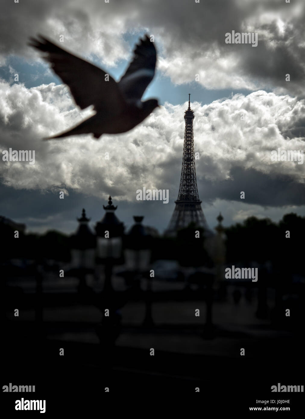 Pigeon prend la Tour Eiffel à Paris Banque D'Images