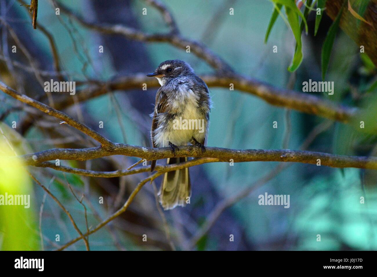 Little Fairy wren sur une branche Banque D'Images Little Fairy wren sur une branche Banque D'Images