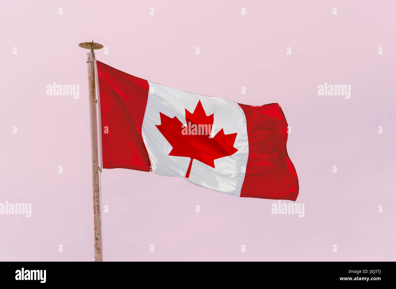 Drapeau canadien dans le vent sur fond rose Banque D'Images